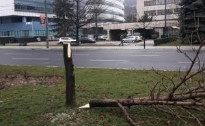 "Herojstvo" vandala u Sarajevu: Motornom pilom posjekli stablo staro 20 godina